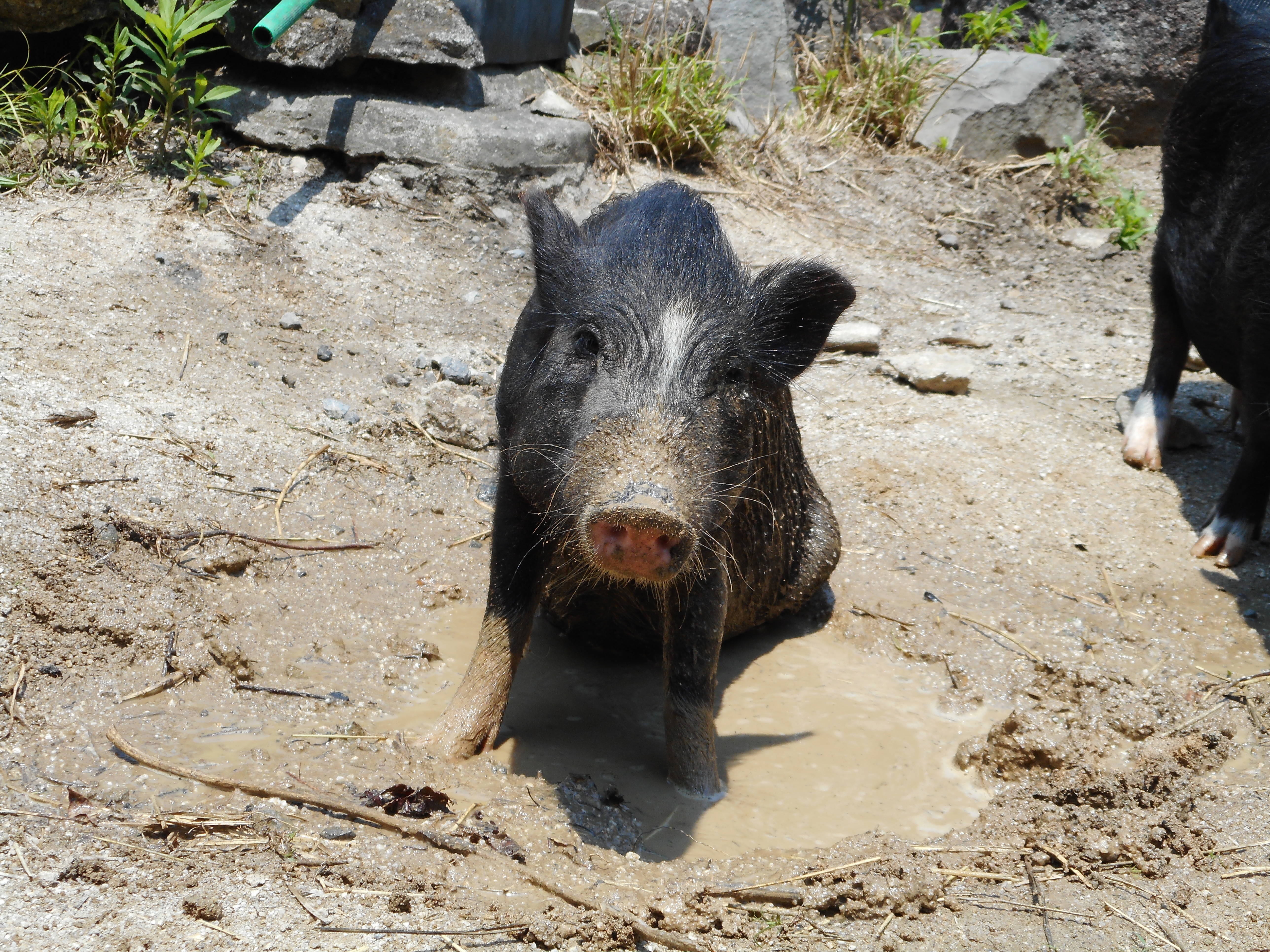 ミニブタ達の夏の一日の写真