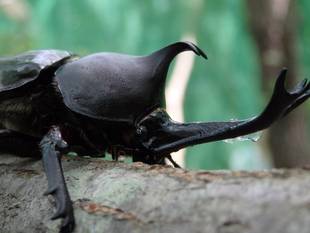 むし・虫・カブトムシ!展ブログ(その2) ~夏といったらカブトムシ!~