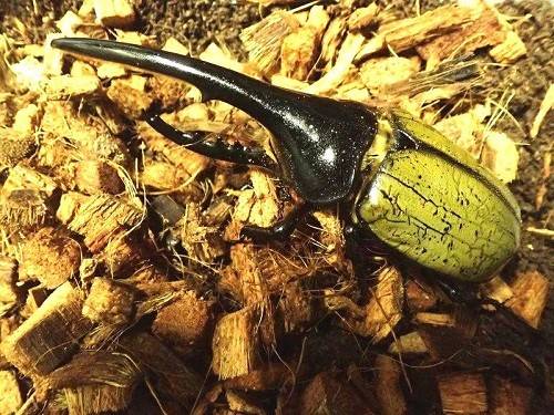 むし・虫・カブトムシ!展が始まりますの写真