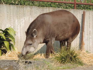 アサミちゃん、安らかに