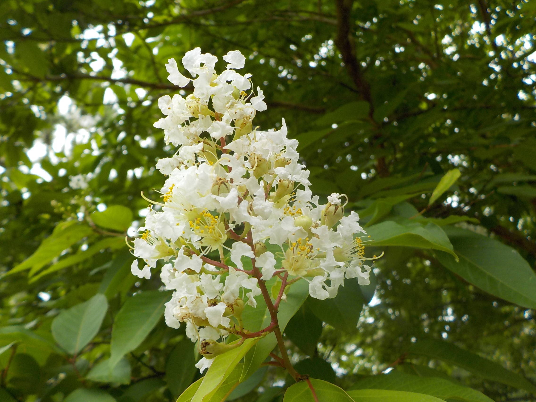バーベキュー広場で見られる花々の写真