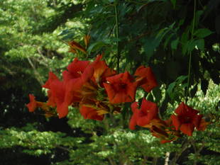 暑さに負けない花