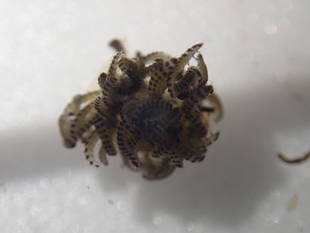 ヘイケボタルの幼虫を育てています その②