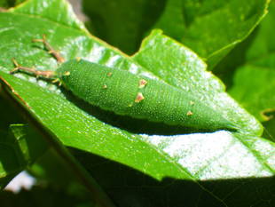 ゴマダラチョウかアカボシゴマダラか？