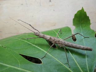 あなたの知らない　むし・虫・カブトムシ！展 その２　 ～ナナフシ3種そろいぶみ～