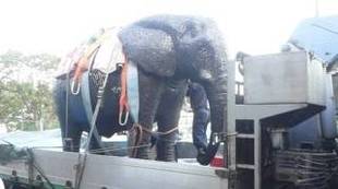 新ブログ　「金沢動物園美術部」