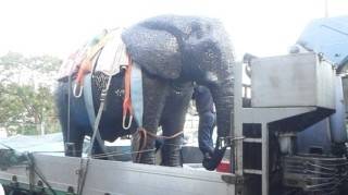 新ブログ 「金沢動物園美術部」の写真