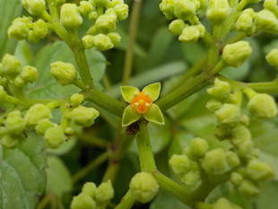 抜いても抜いても めげない強雑草