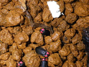 ヘイケボタルの幼虫を育てています その①