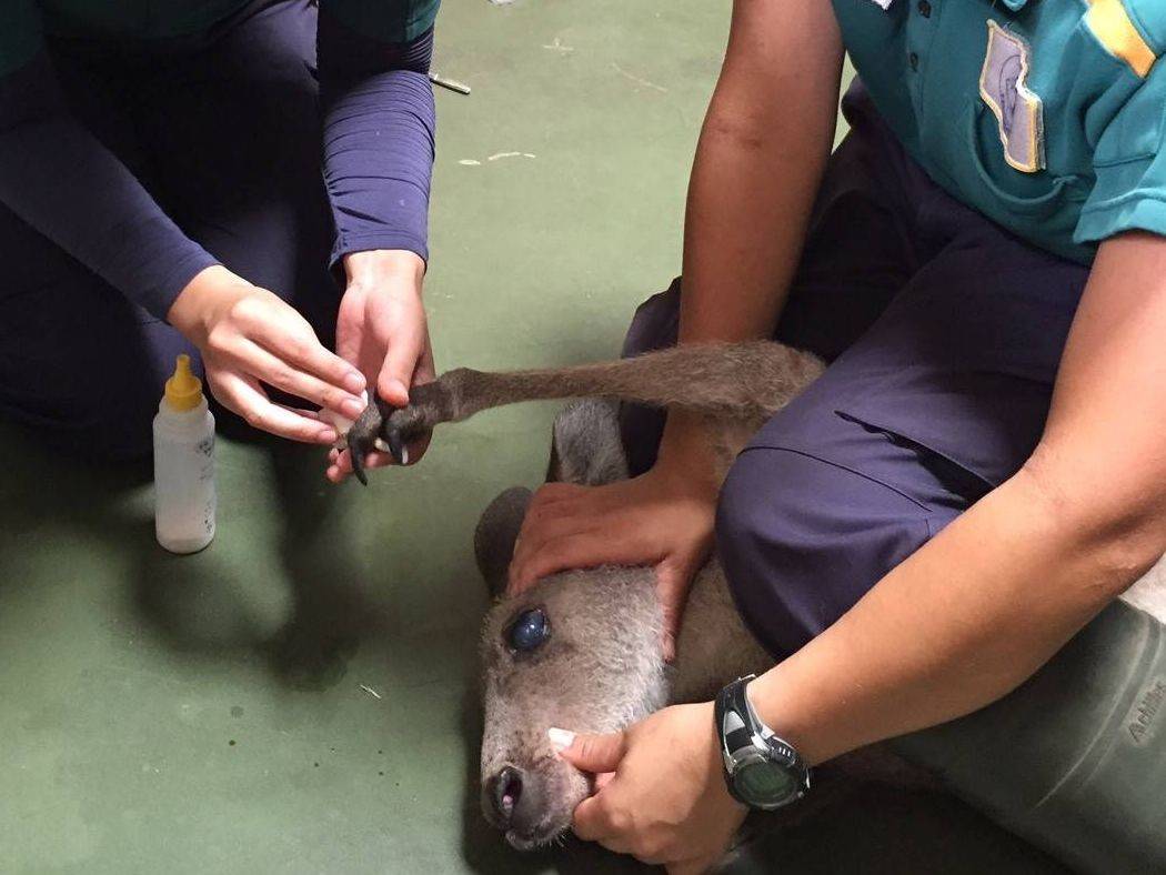 オオカンガルーの治療の写真