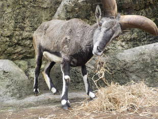 おしゃれなバーラル