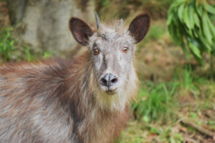 カモシカのツバキ