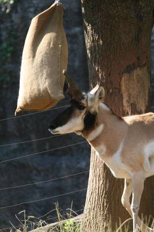ブッチ、お疲れ様。やすらかに
