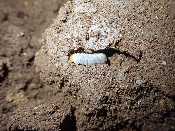 ミヤマクワガタの幼虫がザックザク! その①の写真