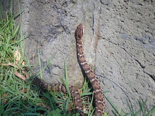 ヘビもいろいろ。金沢動物園  ~アオダイショウ、ニホンマムシ~