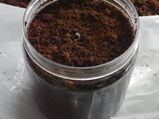 ミヤマクワガタの幼虫がザックザク! その②