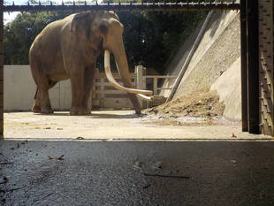 ゾウに砂山をプレゼント