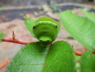 生きものガーデンを作っています　その②