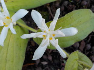杜鵑草（ホトトギス）