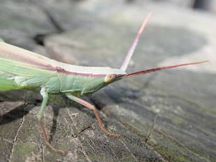 秋、バッタがたくさん！