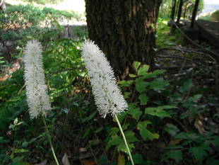 サラシナショウマ