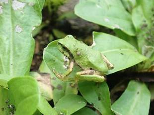 生きものガーデンを作っています　その③