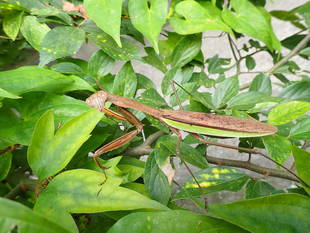 秋、カマキリもたくさん！