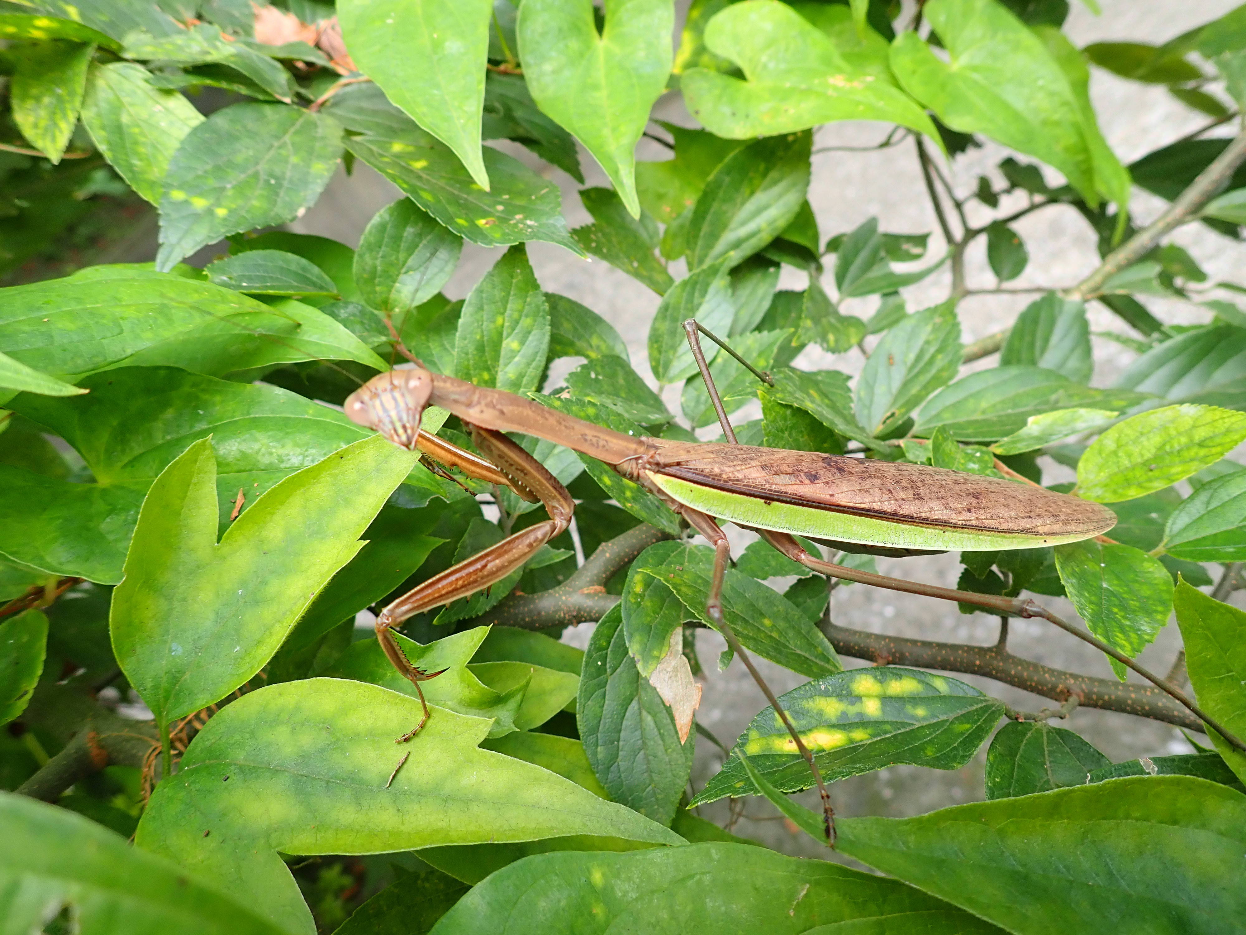 秋、カマキリもたくさん!の写真