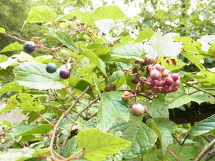 金沢自然公園の実りの秋