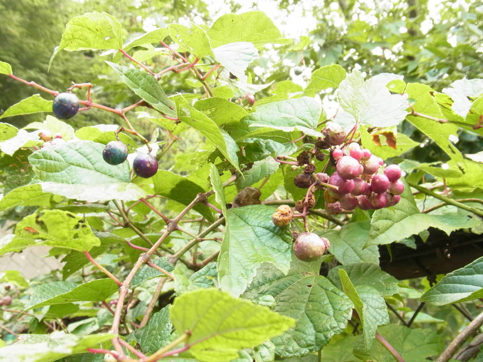 金沢自然公園の実りの秋の写真