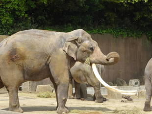 ボン、元気です。