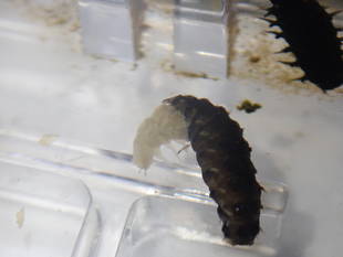 晩秋（初冬？）の身近な生きもの館　その②