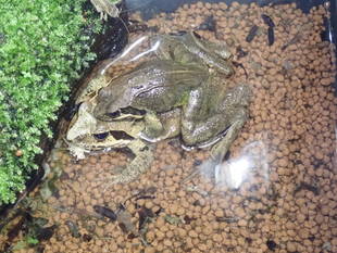 晩秋（初冬？）の身近な生きもの館　その①