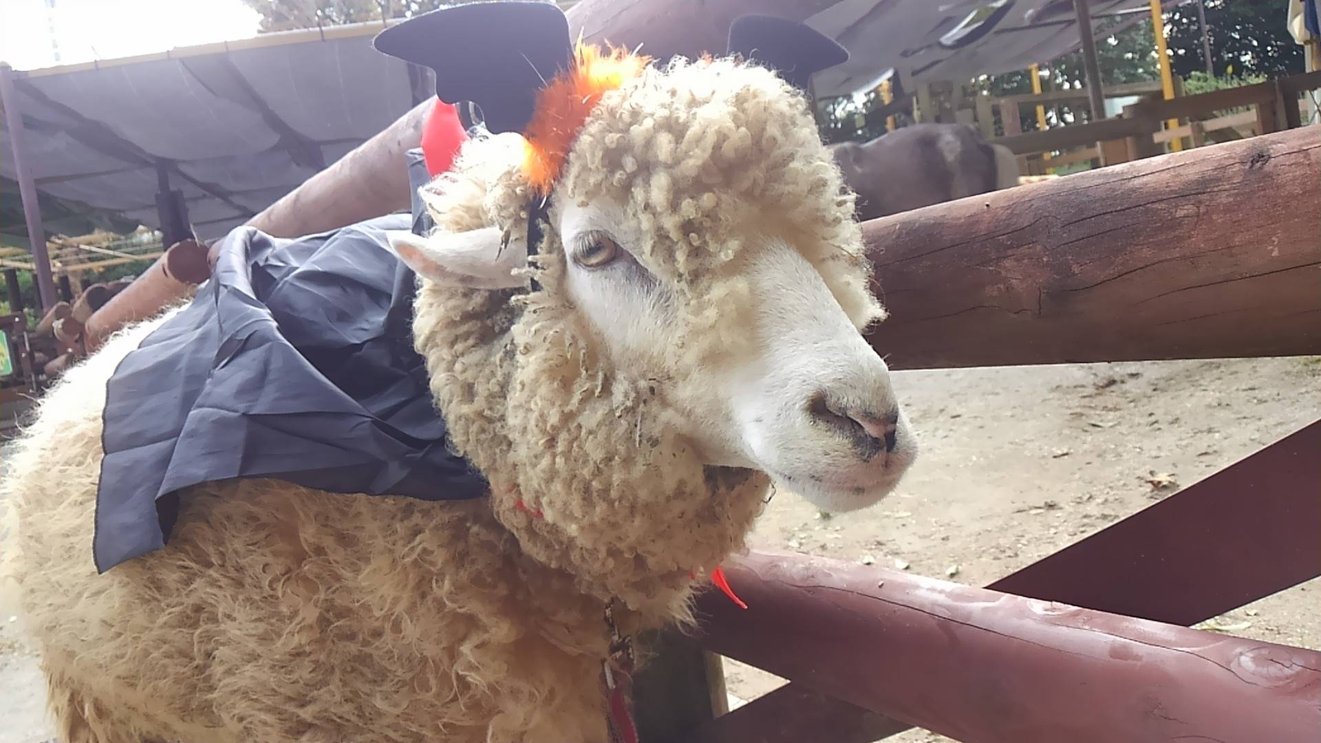 ハロウィンの写真