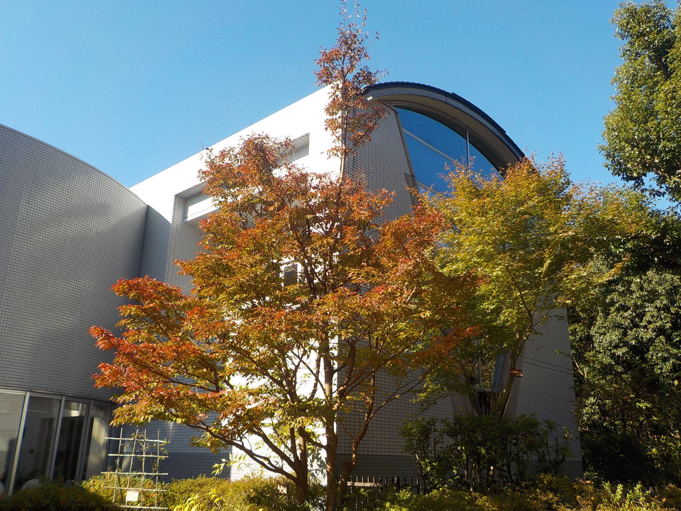 黄葉と紅葉の写真