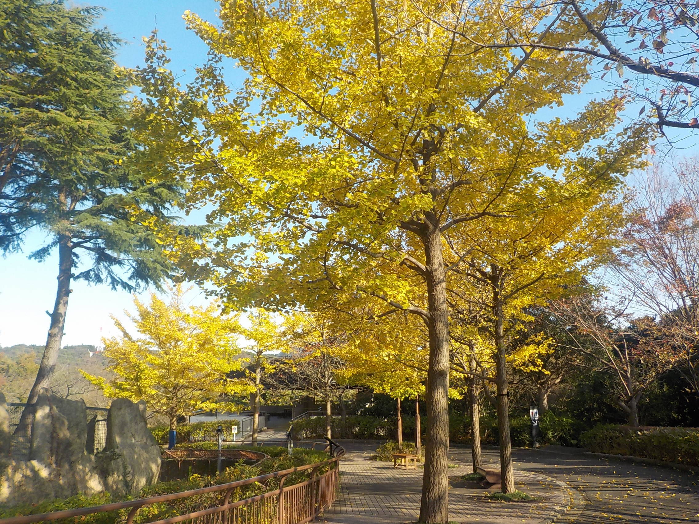 ~紅葉情報~の写真
