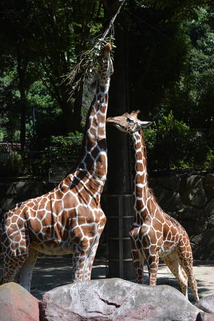 ガイドでも活躍中❕