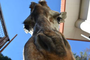 あなたはだ~れ?