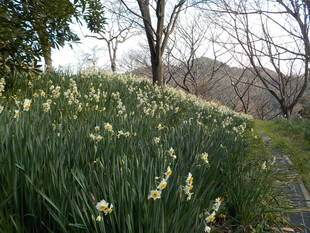 うきうき林のスイセン