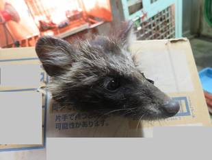 「ワン」ダフルな一年に