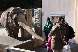 「ゾウにおやつをあげよう」期間限定復活!