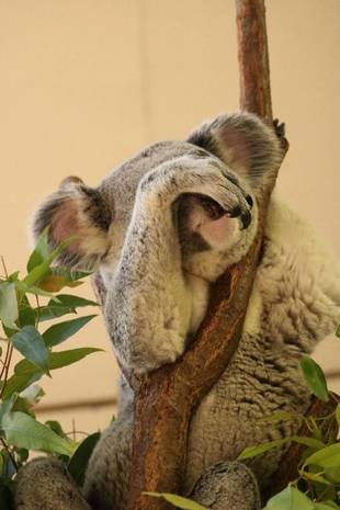 コアラからのお知らせ