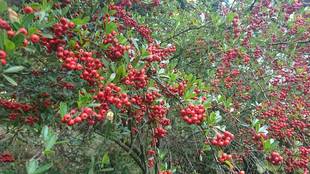 秋から冬の木の実