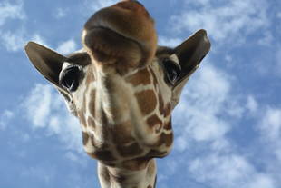 12歳おめでとう♪