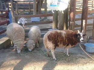 「ほのぼの」からおめでとう！