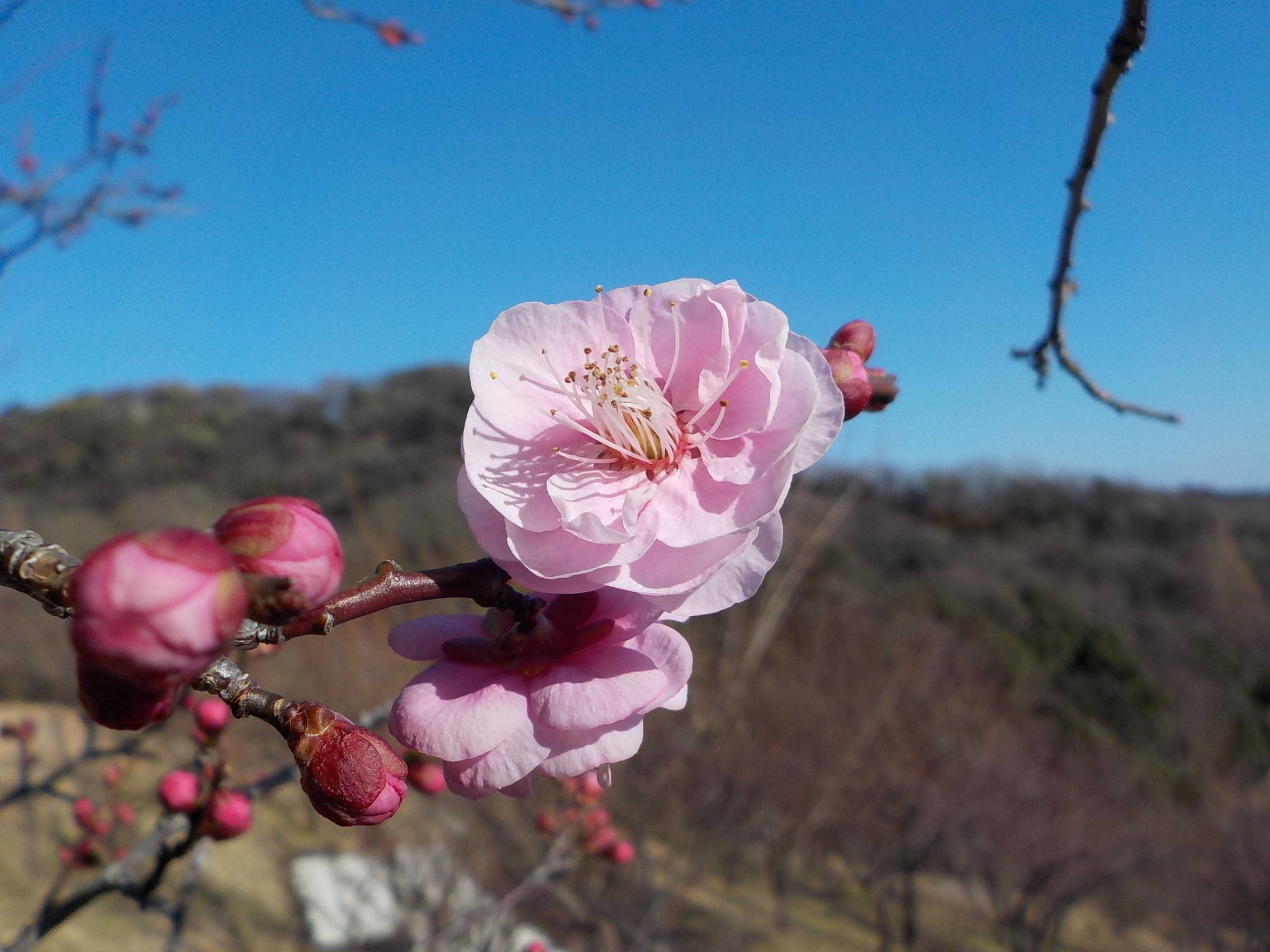 ウメの開花と春の息吹きの写真