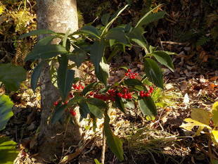 厳寒時の金沢自然公園