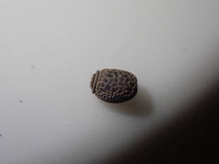 生きもの館、みんな冬眠中。～卵編②～