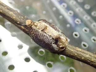 生きもの館、みんな冬眠中。～卵編①～