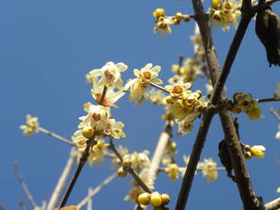 冬の花　ロウバイ